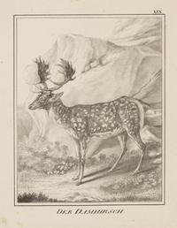 A Set of Nine Framed German Zoological Engravings