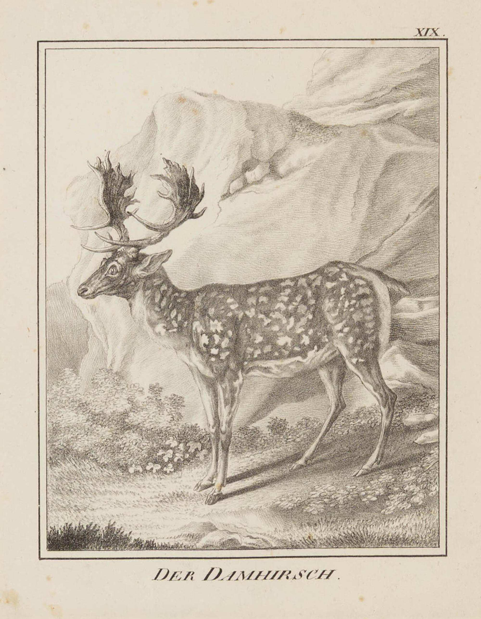 A Set of Nine Framed German Zoological Engravings