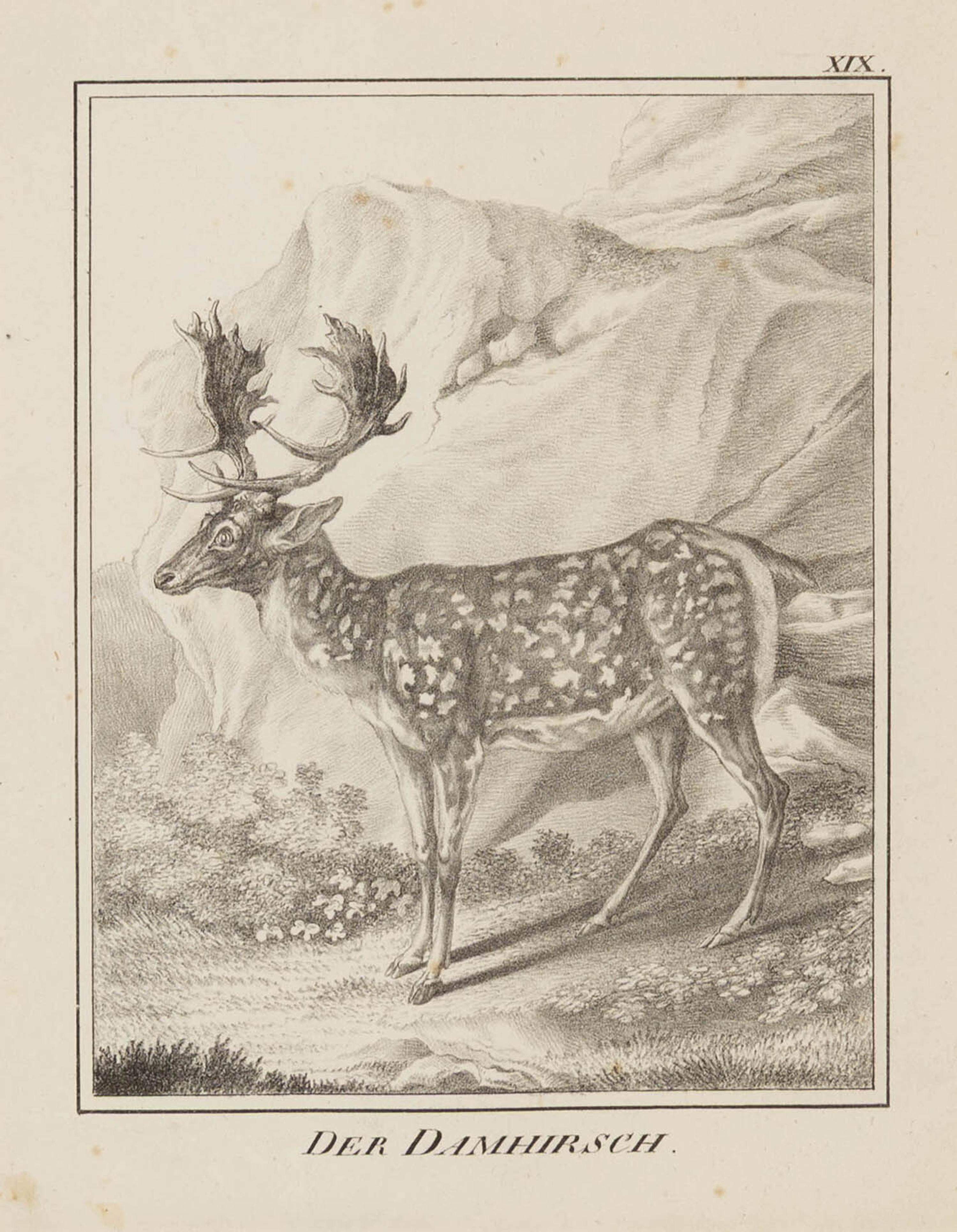 A Set of Nine Framed German Zoological Engravings