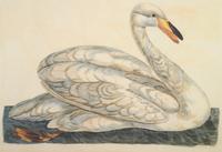 Peter Mazell (Irish, 1733-1808)