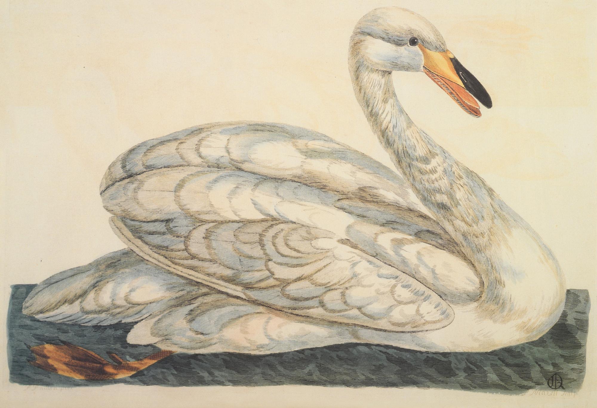 Peter Mazell (Irish, 1733-1808)