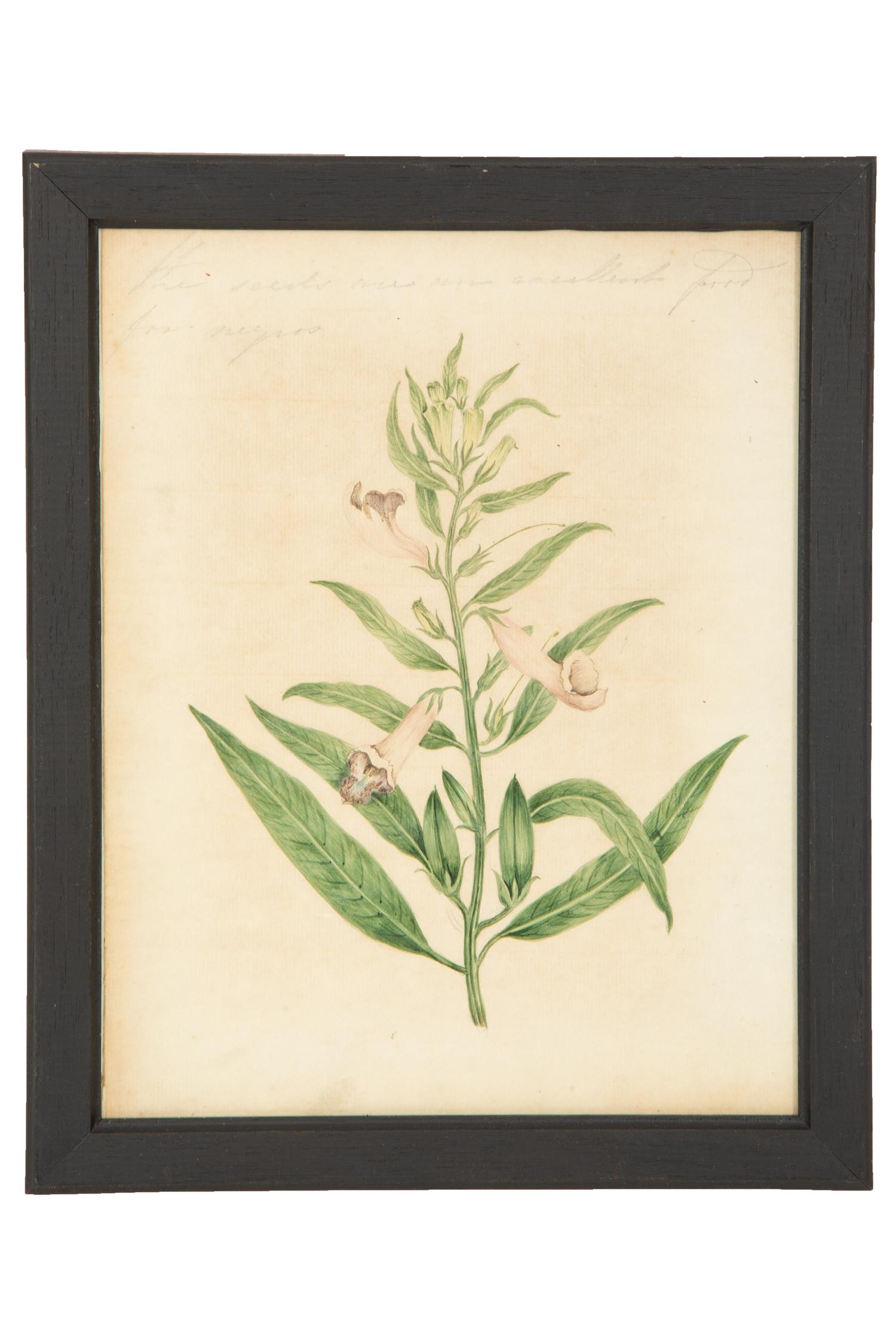 A Set of Eighteen Framed English Botanical Watercolor Illustrations