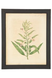 A Set of Eighteen Framed English Botanical Watercolor Illustrations