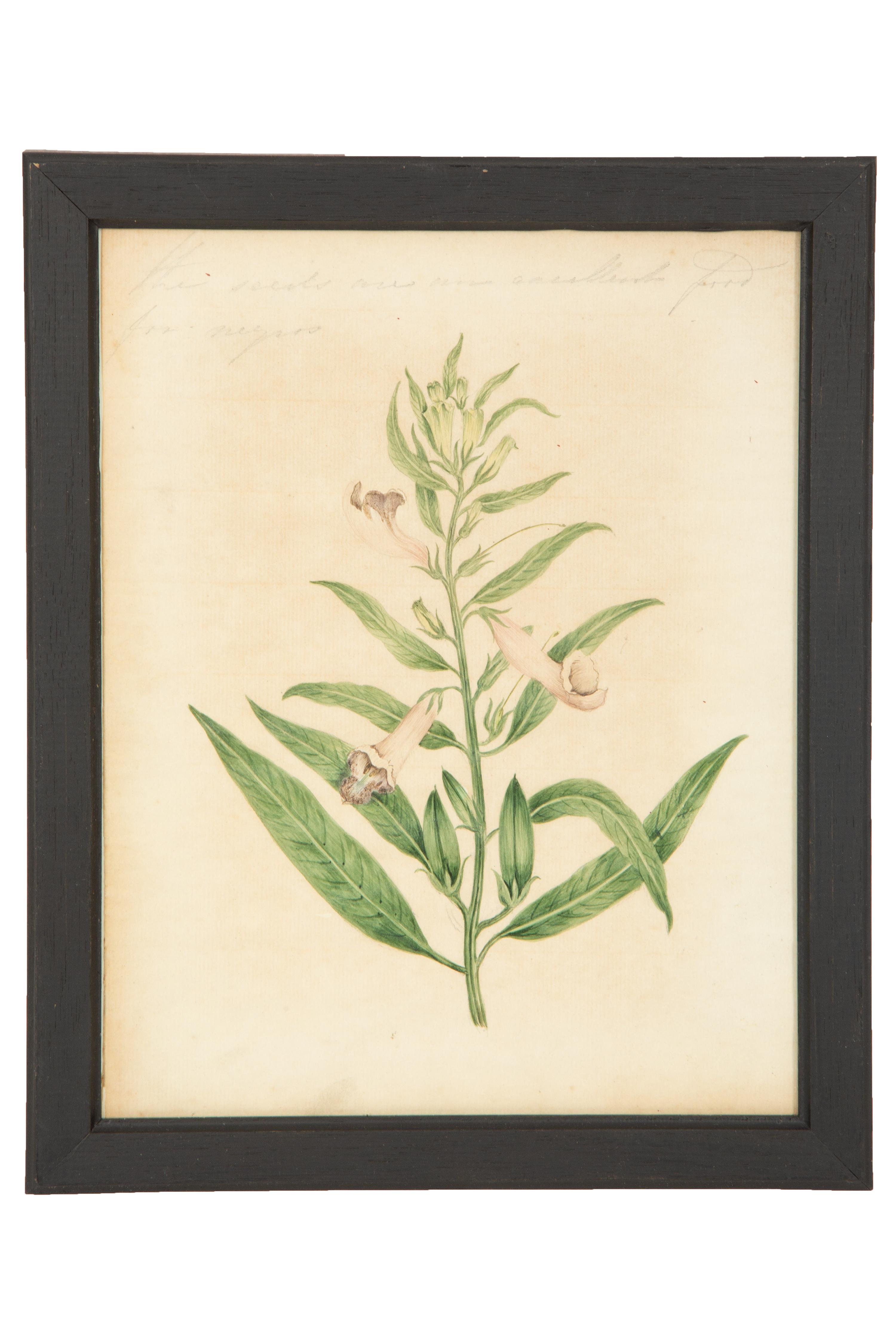 A Set of Eighteen Framed English Botanical Watercolor Illustrations