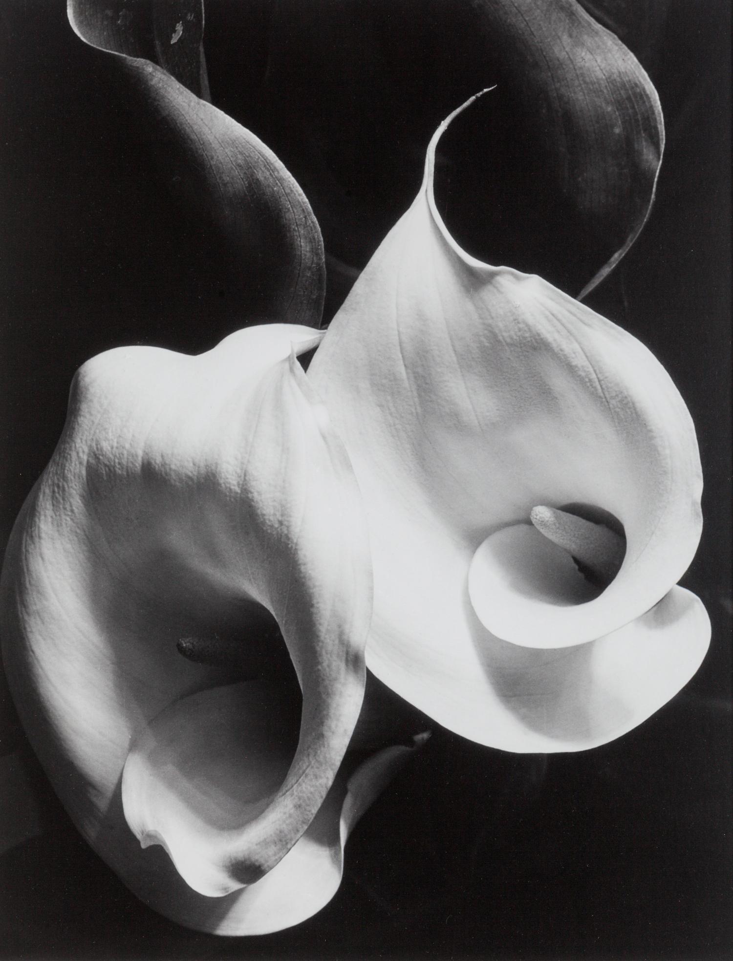 Two Callas