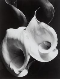 Two Callas