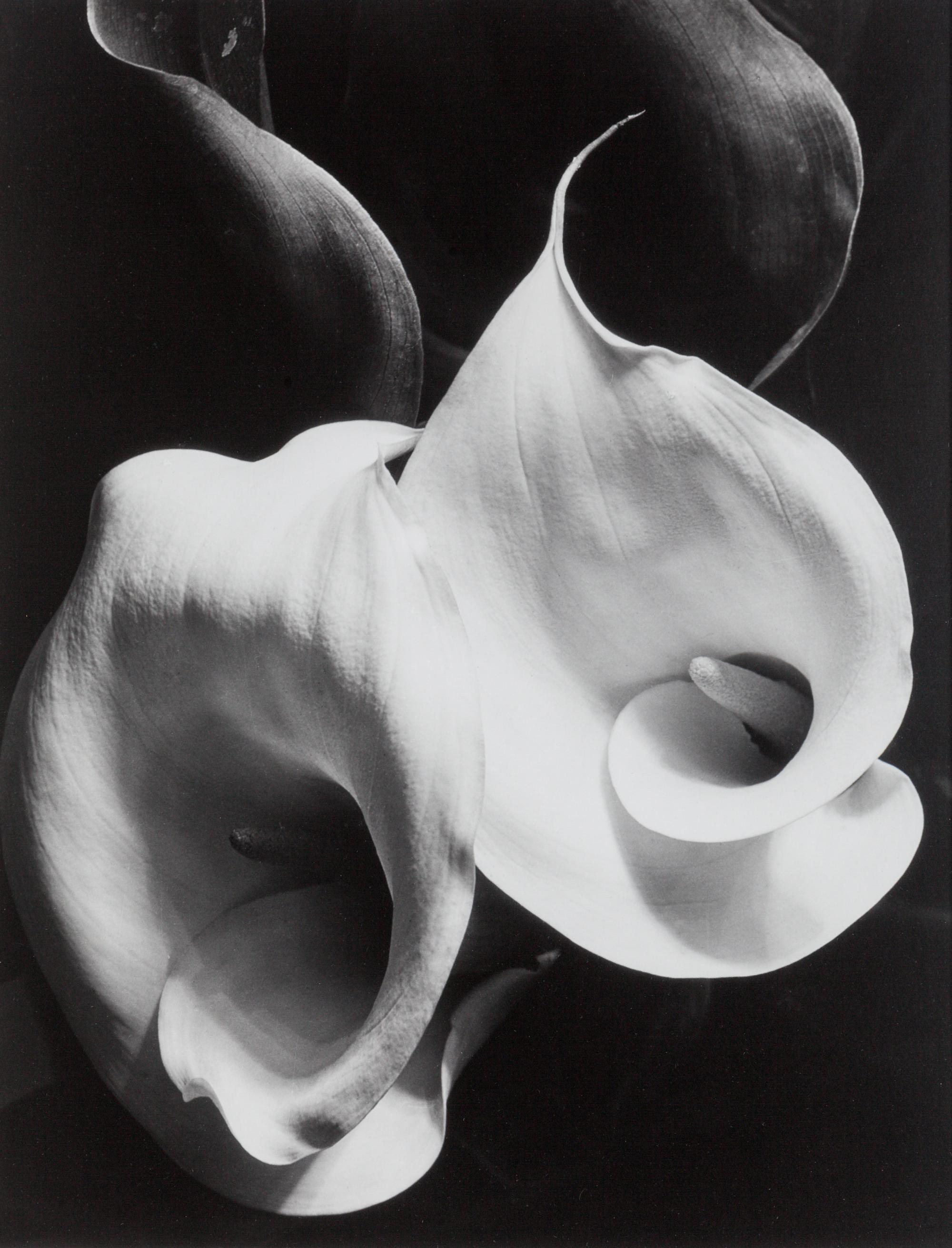 Two Callas