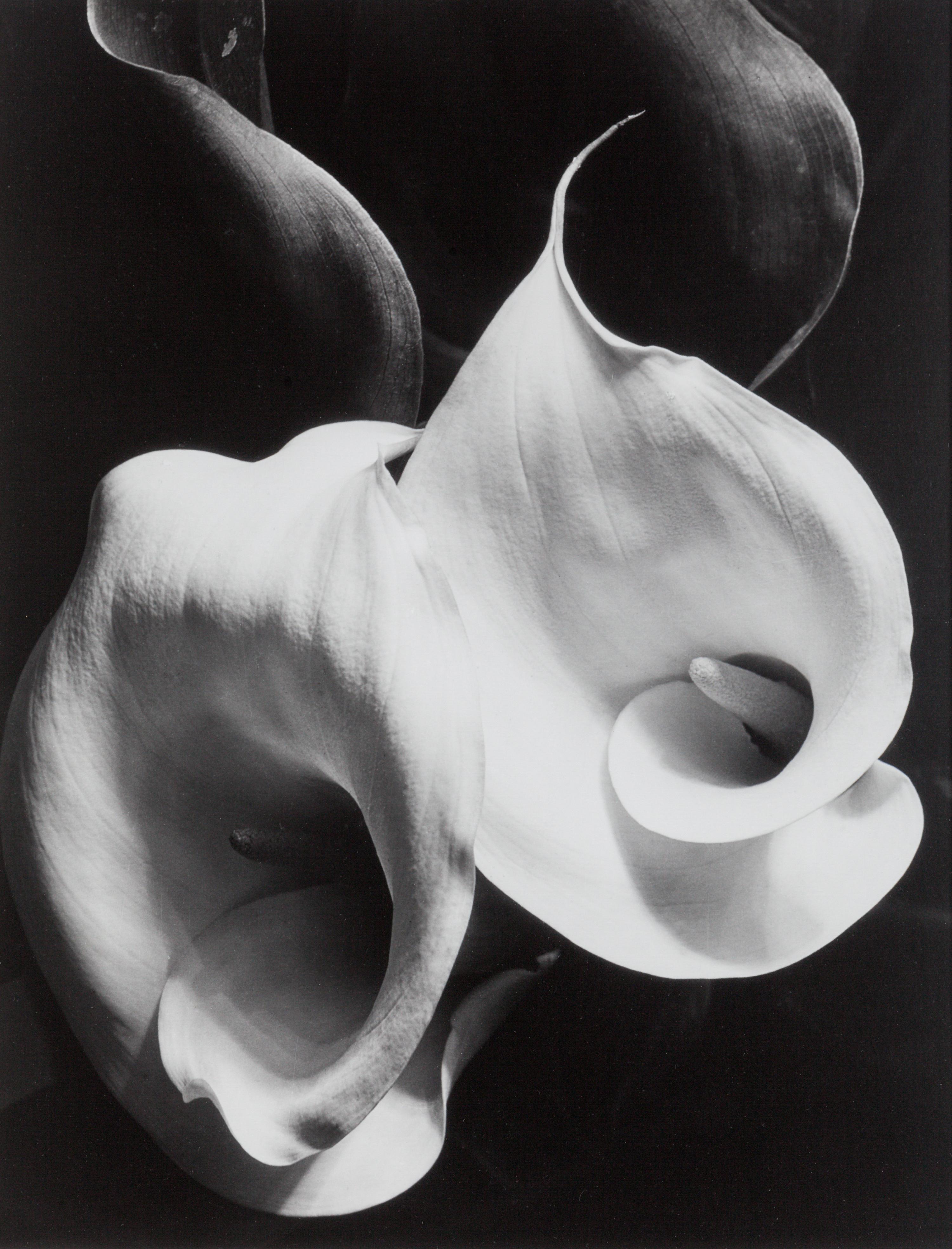 Two Callas