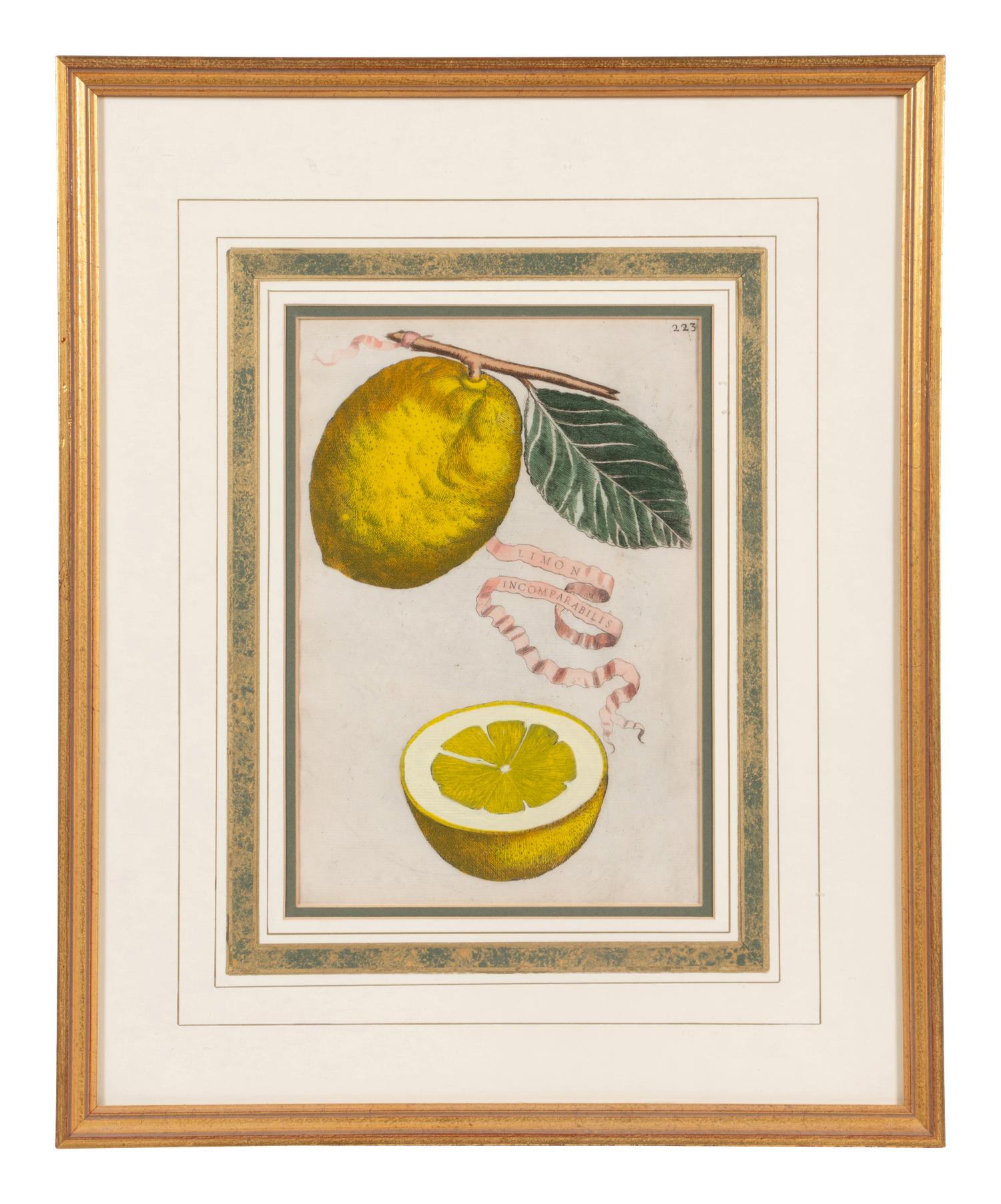 Three Hand Colored Citrus Fruit Engravings