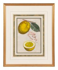 Three Hand Colored Citrus Fruit Engravings