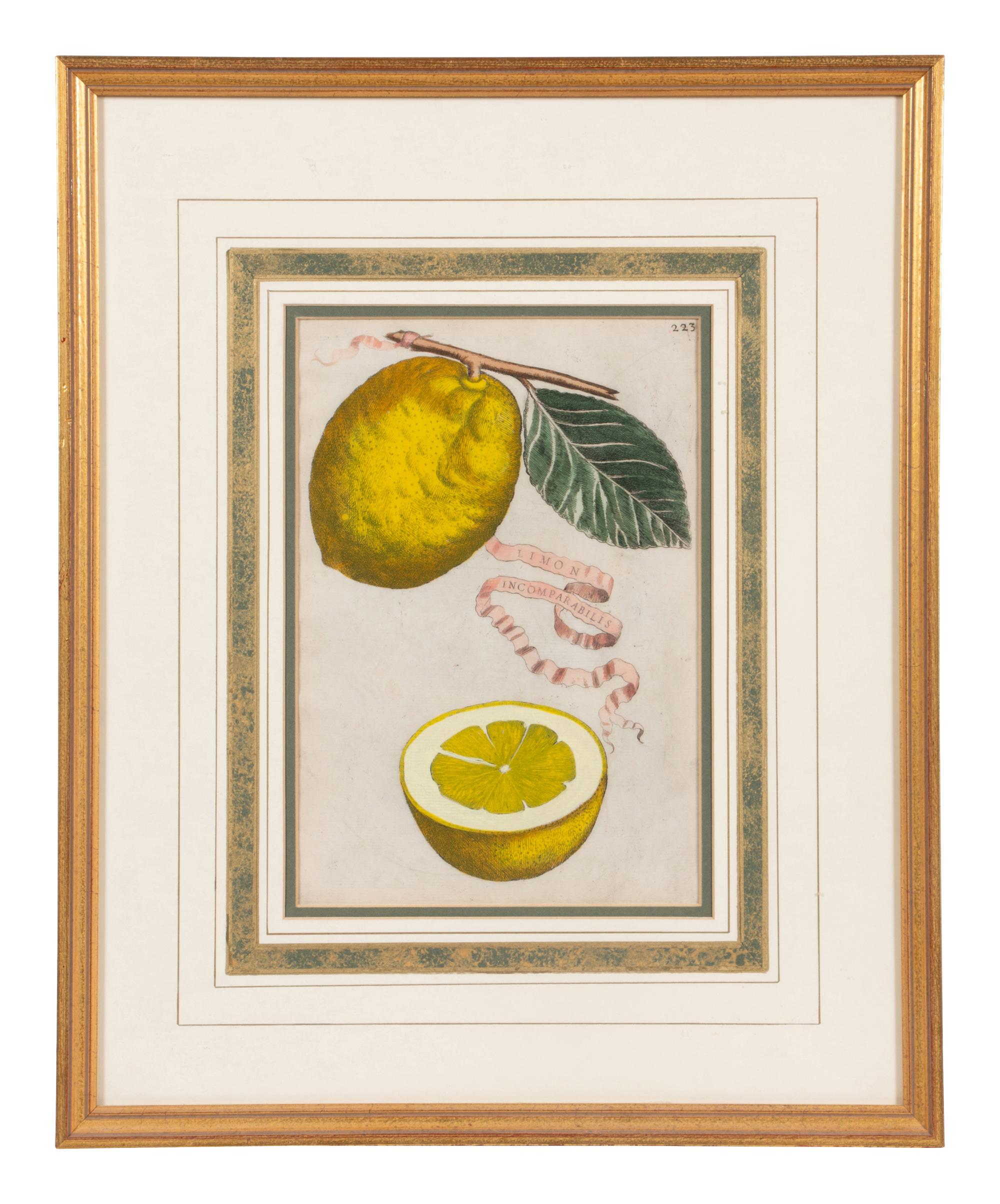 Three Hand Colored Citrus Fruit Engravings