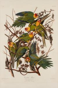 AUDUBON, John James (1785-1851)