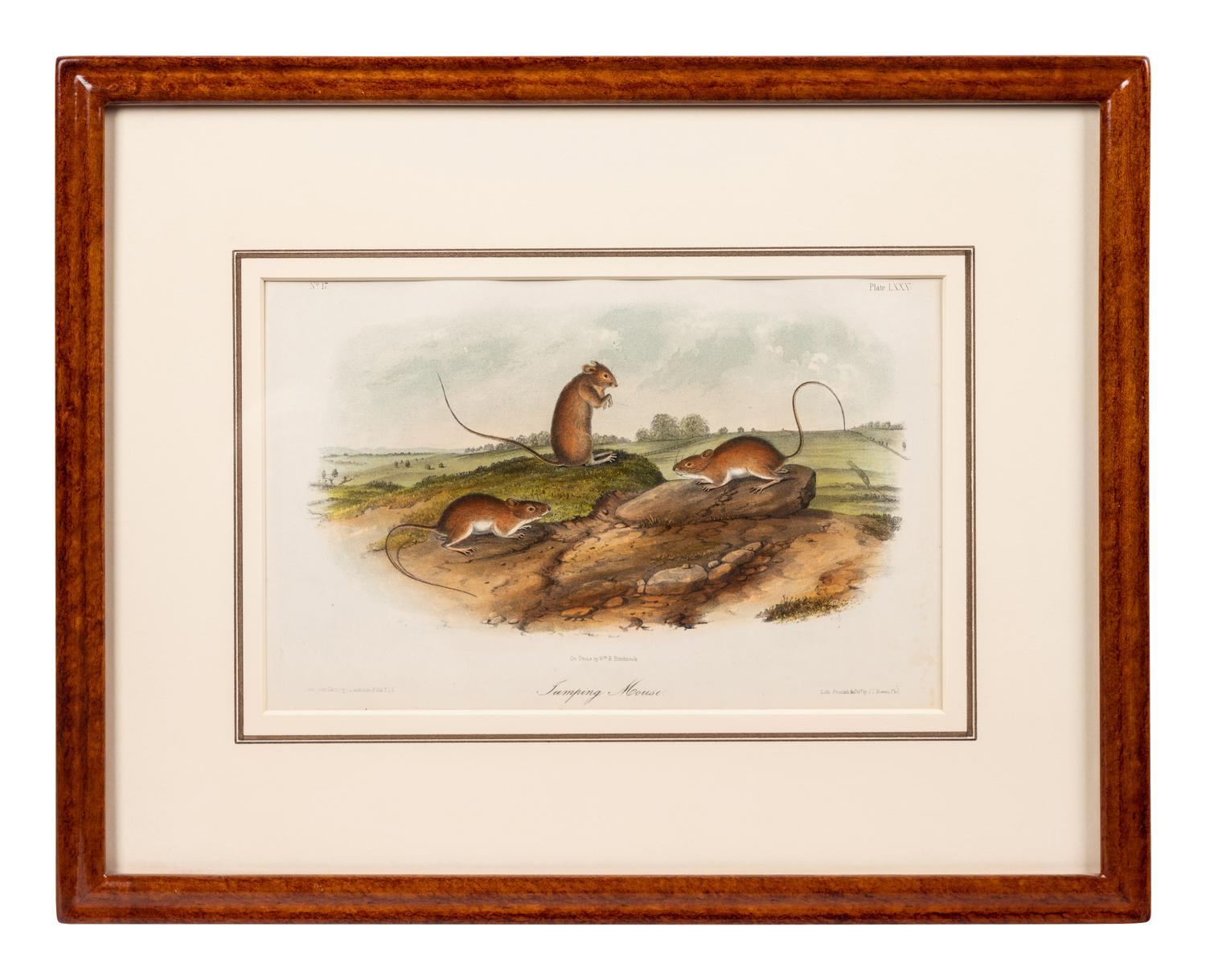 Grouped, see item 1 | A Group of Three Prints of North American Mammals, after John James Audubon (1785-1851) and John Woodhouse Audubon (1812-1862)