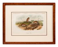 Grouped, see item 1 | A Group of Three Prints of North American Mammals, after John James Audubon (1785-1851) and John Woodhouse Audubon (1812-1862)