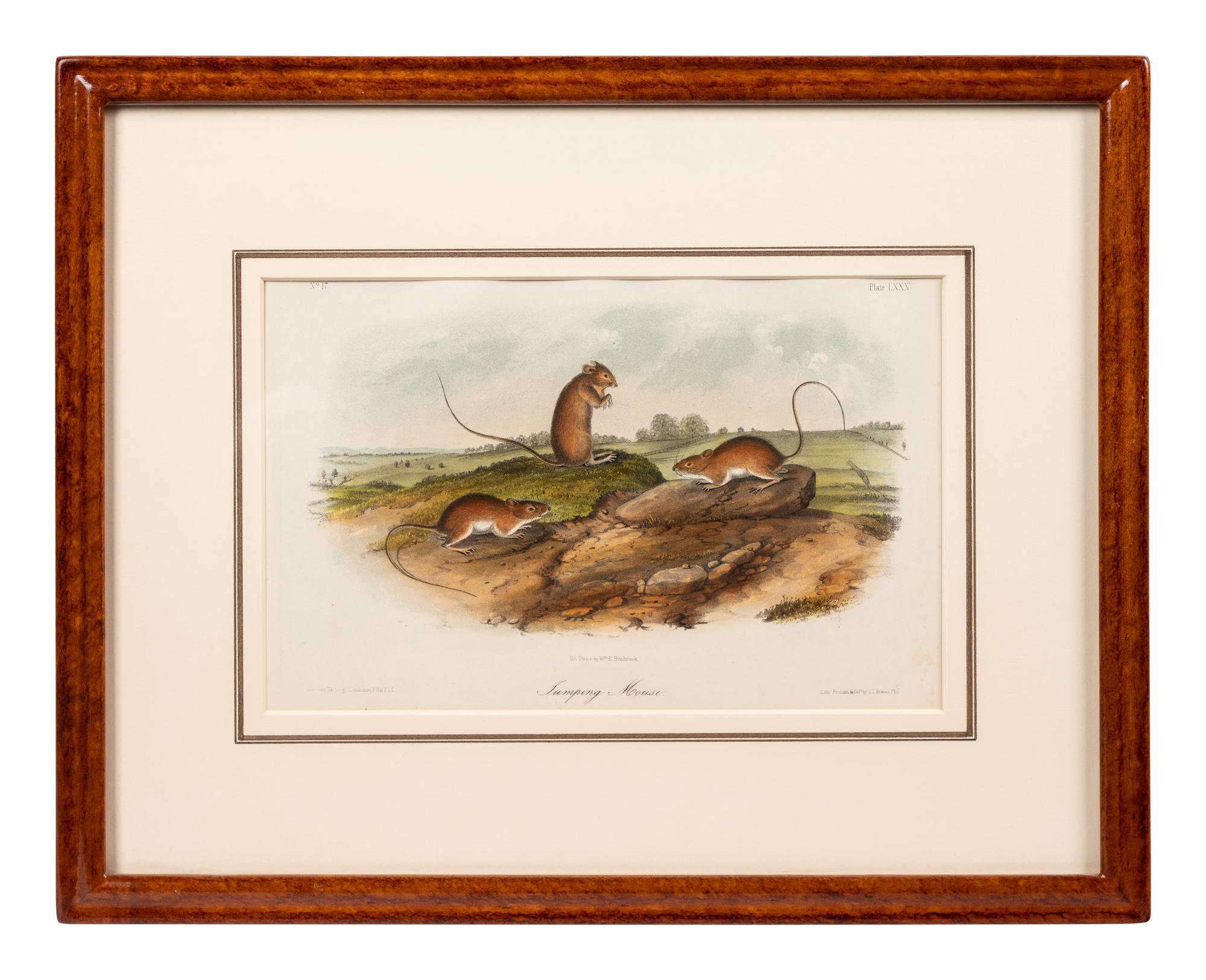 Grouped, see item 1 | A Group of Three Prints of North American Mammals, after John James Audubon (1785-1851) and John Woodhouse Audubon (1812-1862)