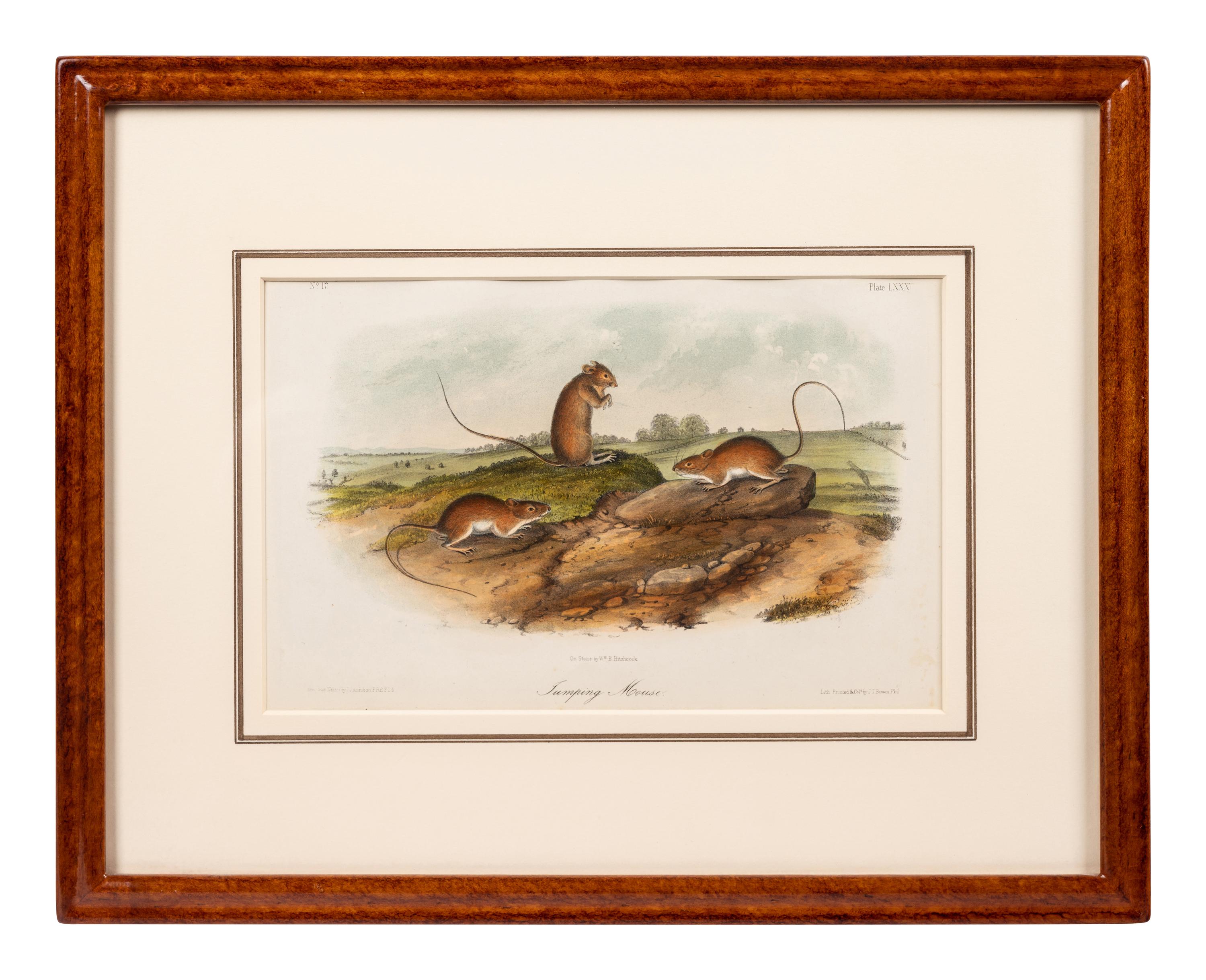 Grouped, see item 1 | A Group of Three Prints of North American Mammals, after John James Audubon (1785-1851) and John Woodhouse Audubon (1812-1862)