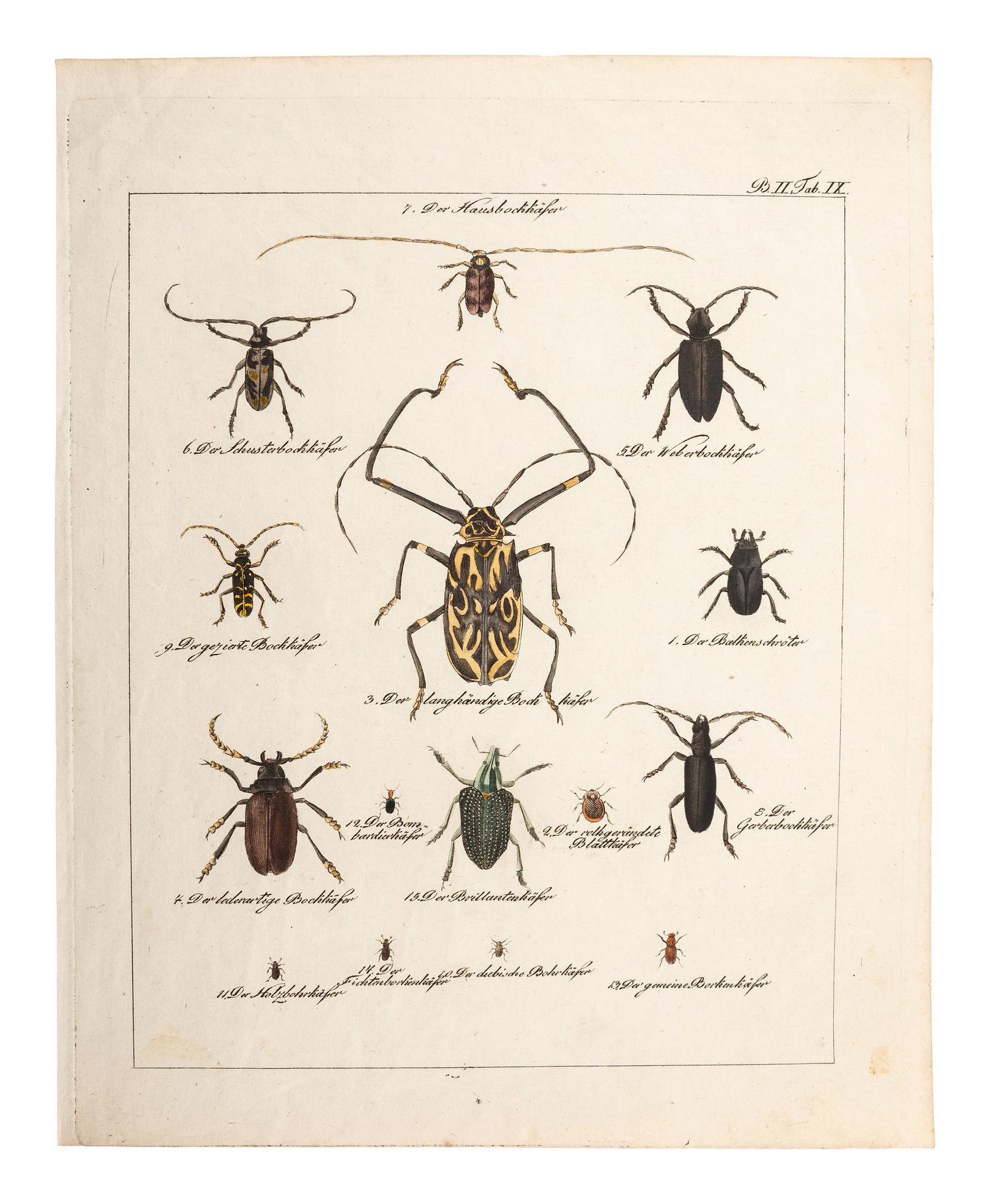 A Collection of Ornithology and Entomology Prints