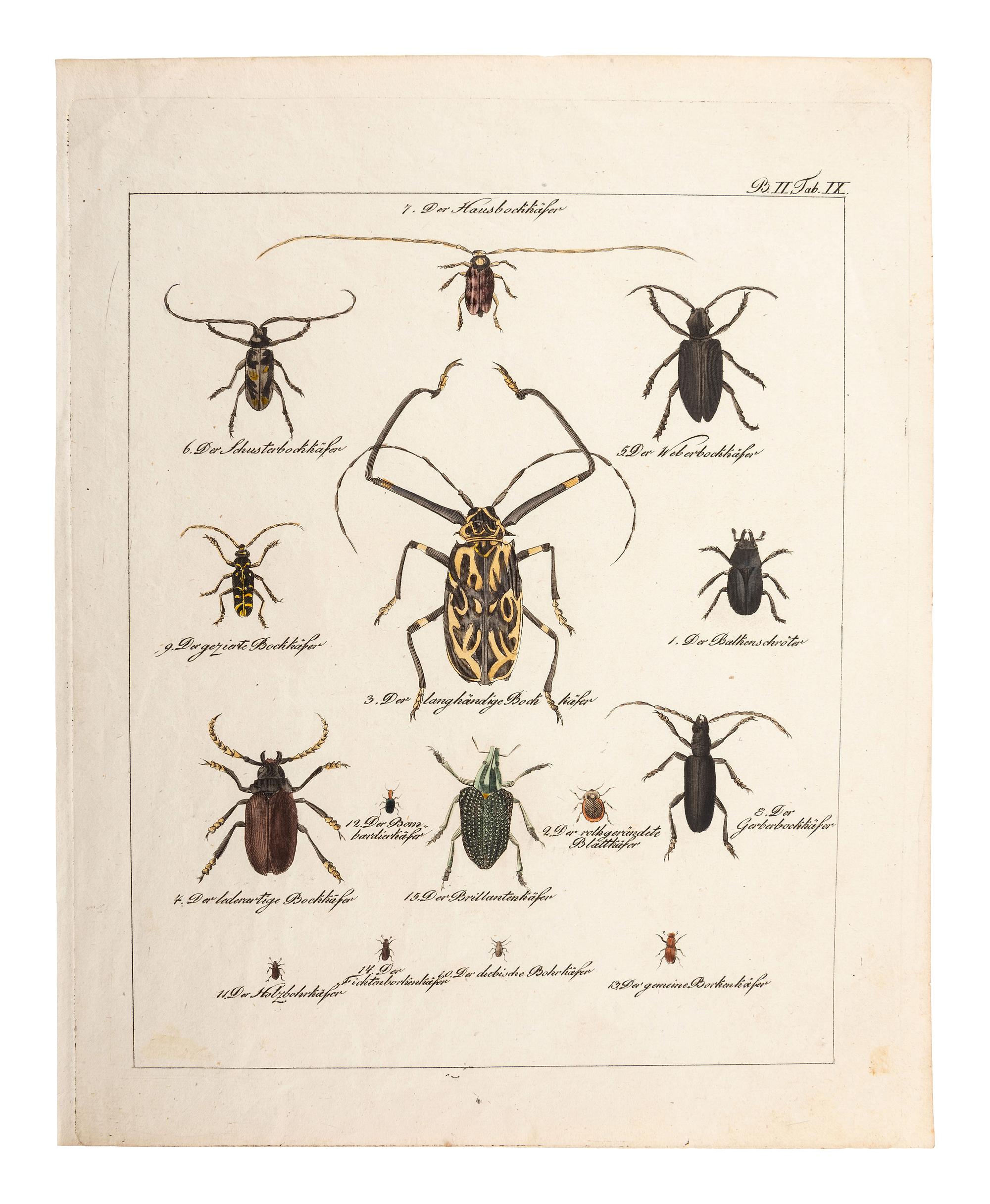 A Collection of Ornithology and Entomology Prints
