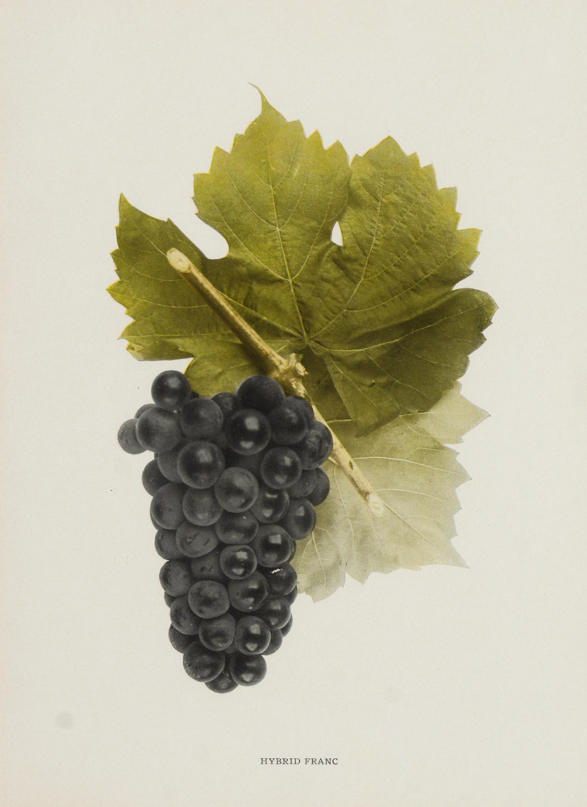 A Group of Six Grape Prints