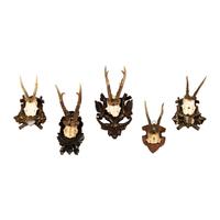 A Group of Five Taxidermy Antler Mounts