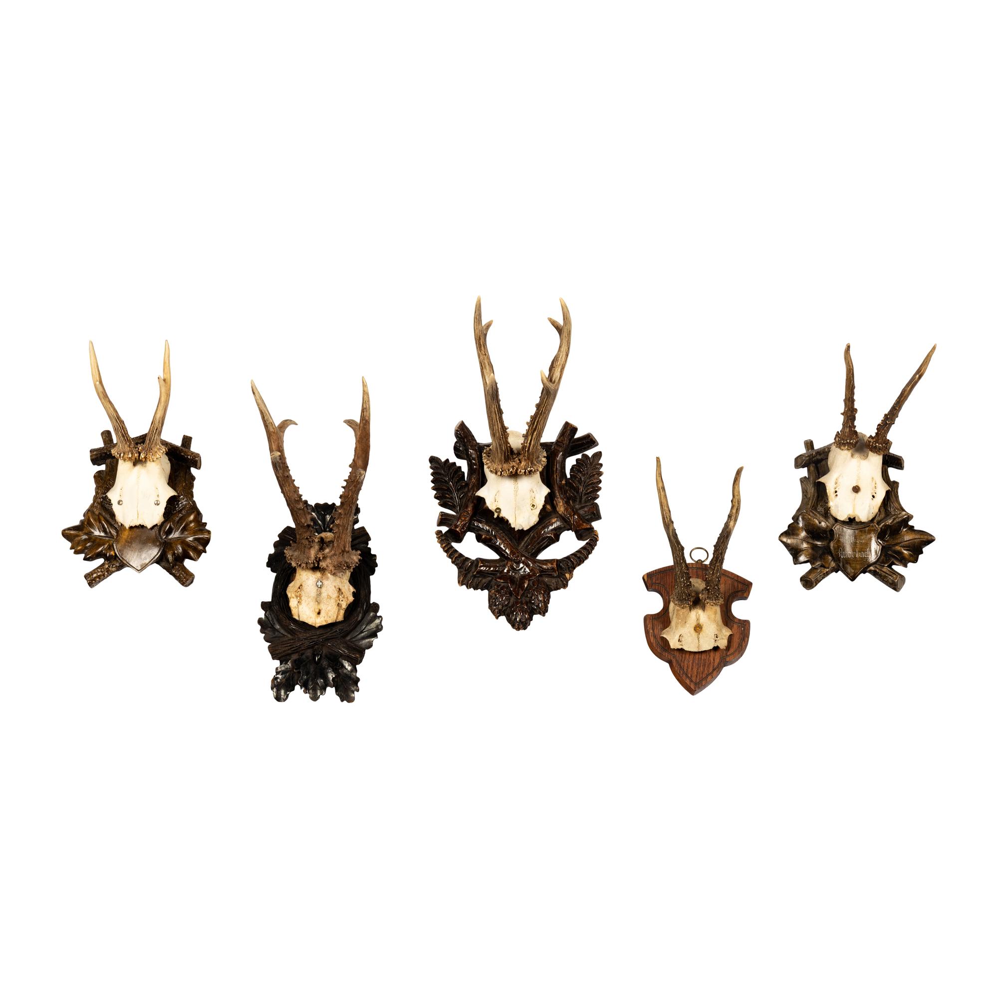A Group of Five Taxidermy Antler Mounts