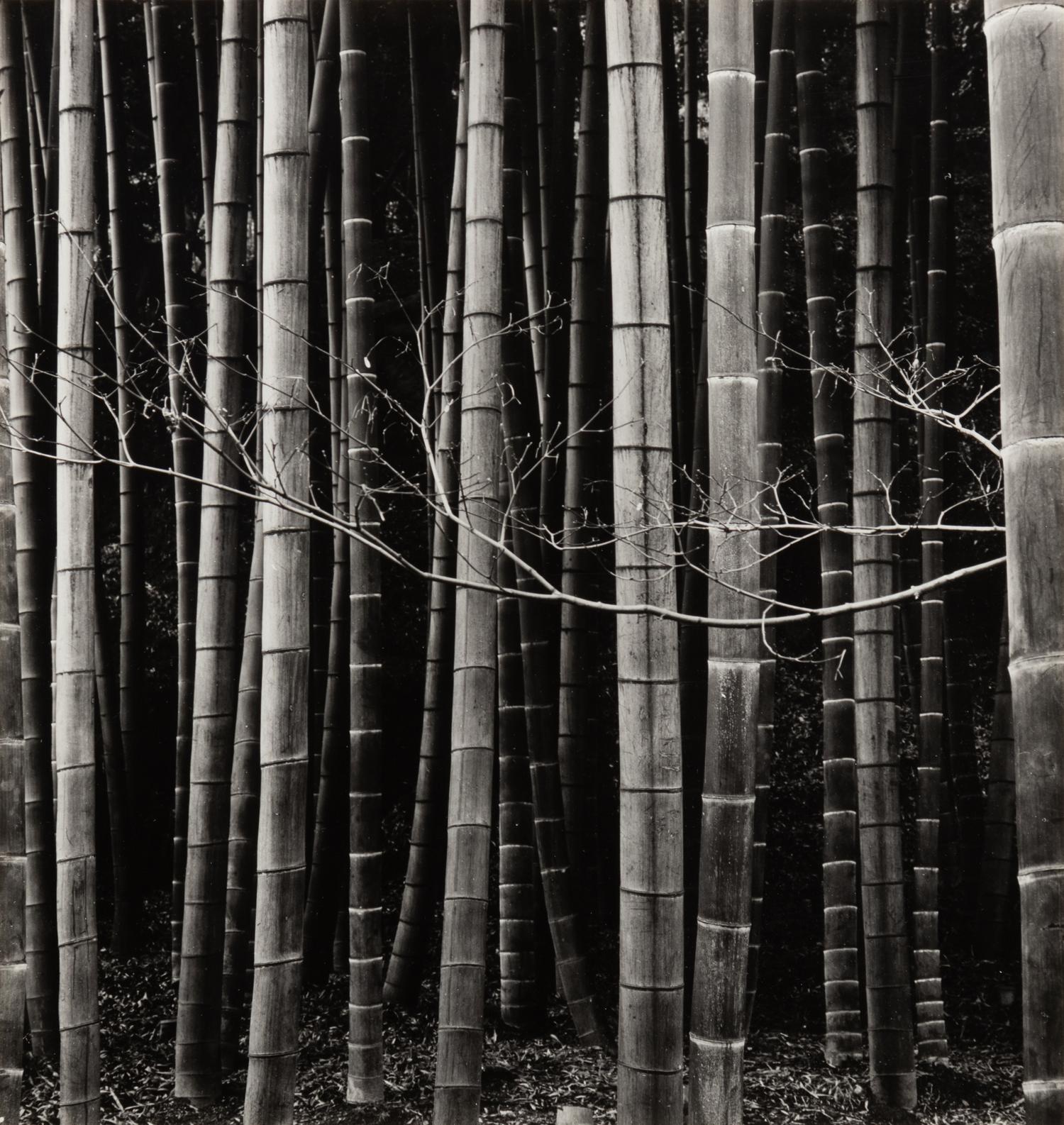 Bamboo Forest