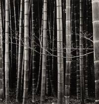 Bamboo Forest