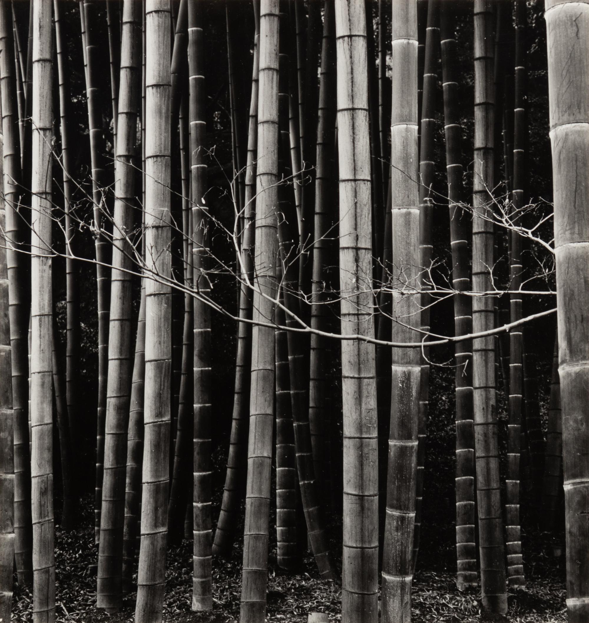 Bamboo Forest