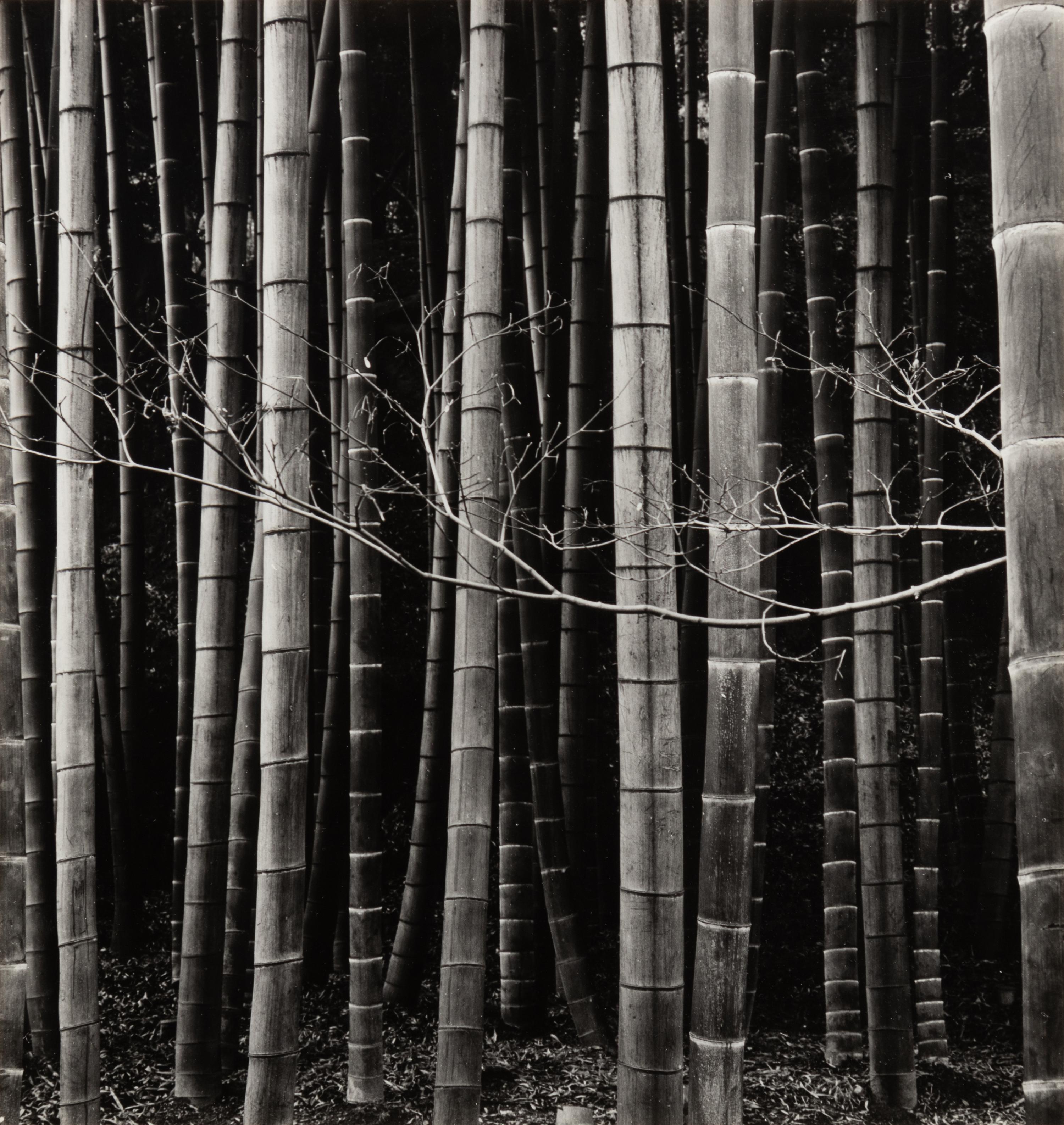 Bamboo Forest
