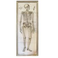 An Anatomy Chart by J.F. Schreiber 5" W x 1.5" D x 64" H — Germany, 19th Century