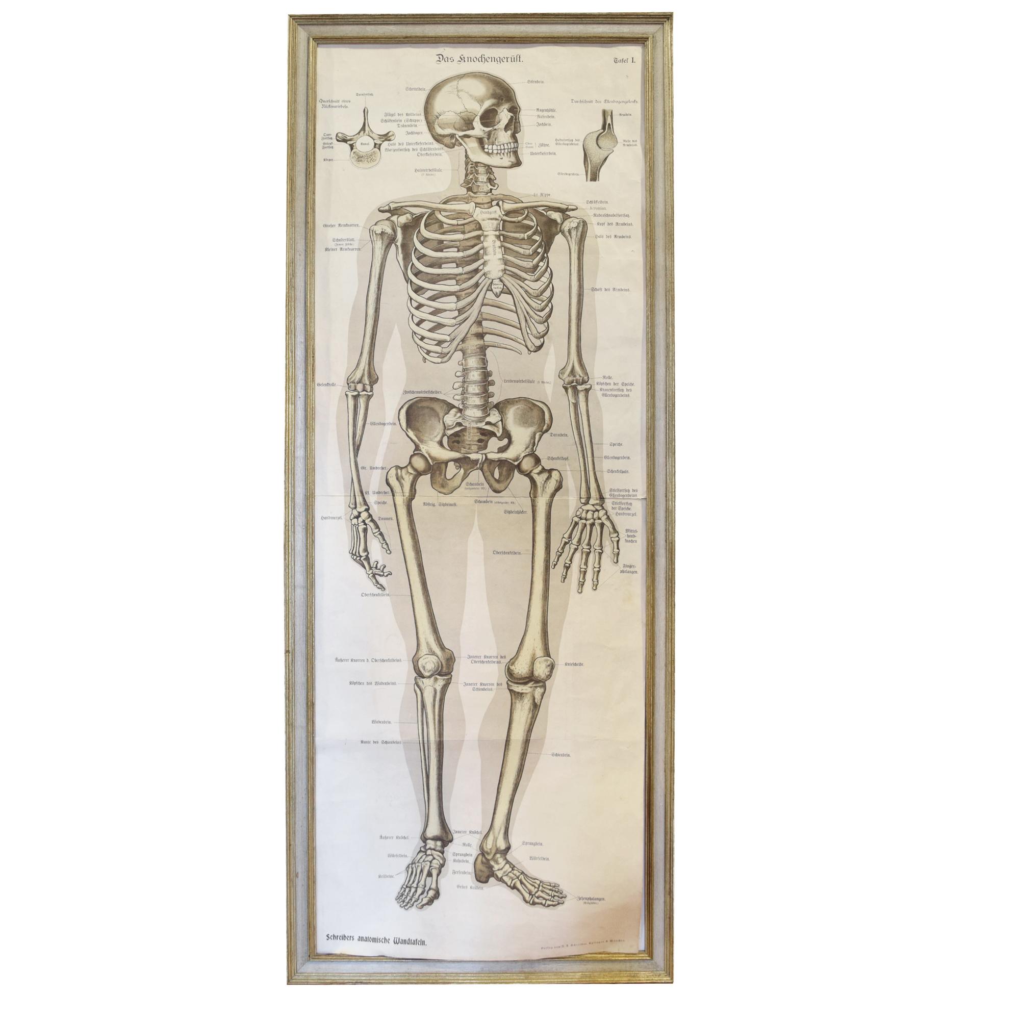 An Anatomy Chart by J.F. Schreiber 5" W x 1.5" D x 64" H — Germany, 19th Century