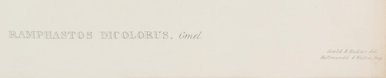 John Gould and Henry Constantine Richter (British, 19th Century)
