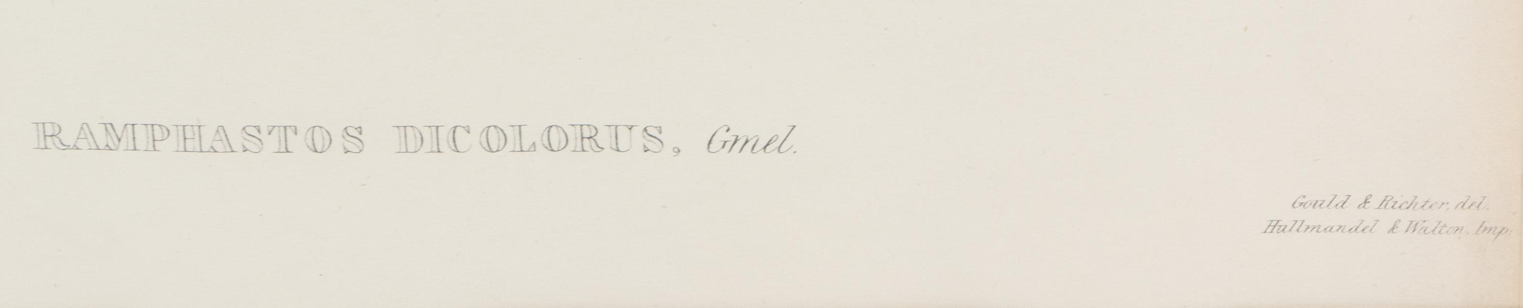 John Gould and Henry Constantine Richter (British, 19th Century)