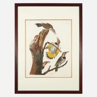 [Prints] Audubon, John J(ames). Golden-winged Woodpecker