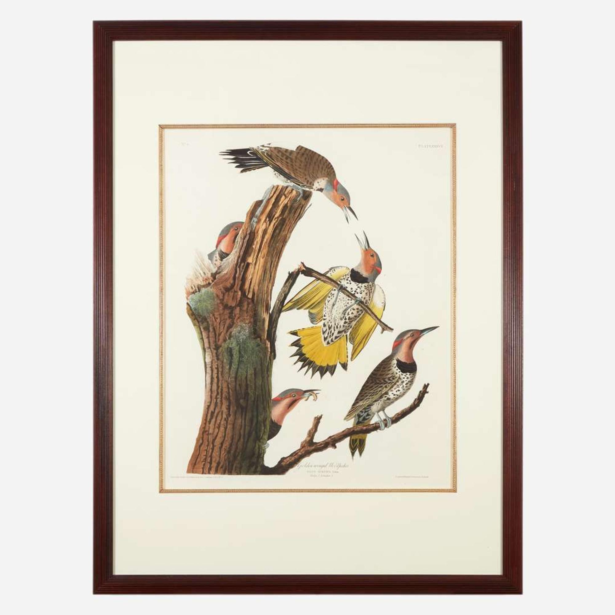 [Prints] Audubon, John J(ames). Golden-winged Woodpecker