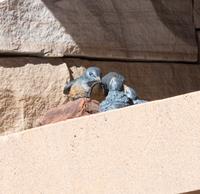 Two Works: Mother Robin , edition 2/12, 2007 and Baby Robins in Nest , edition 3/64