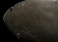 An Egyptian Greywacke Cosmetic Palette in the Form of a Bird