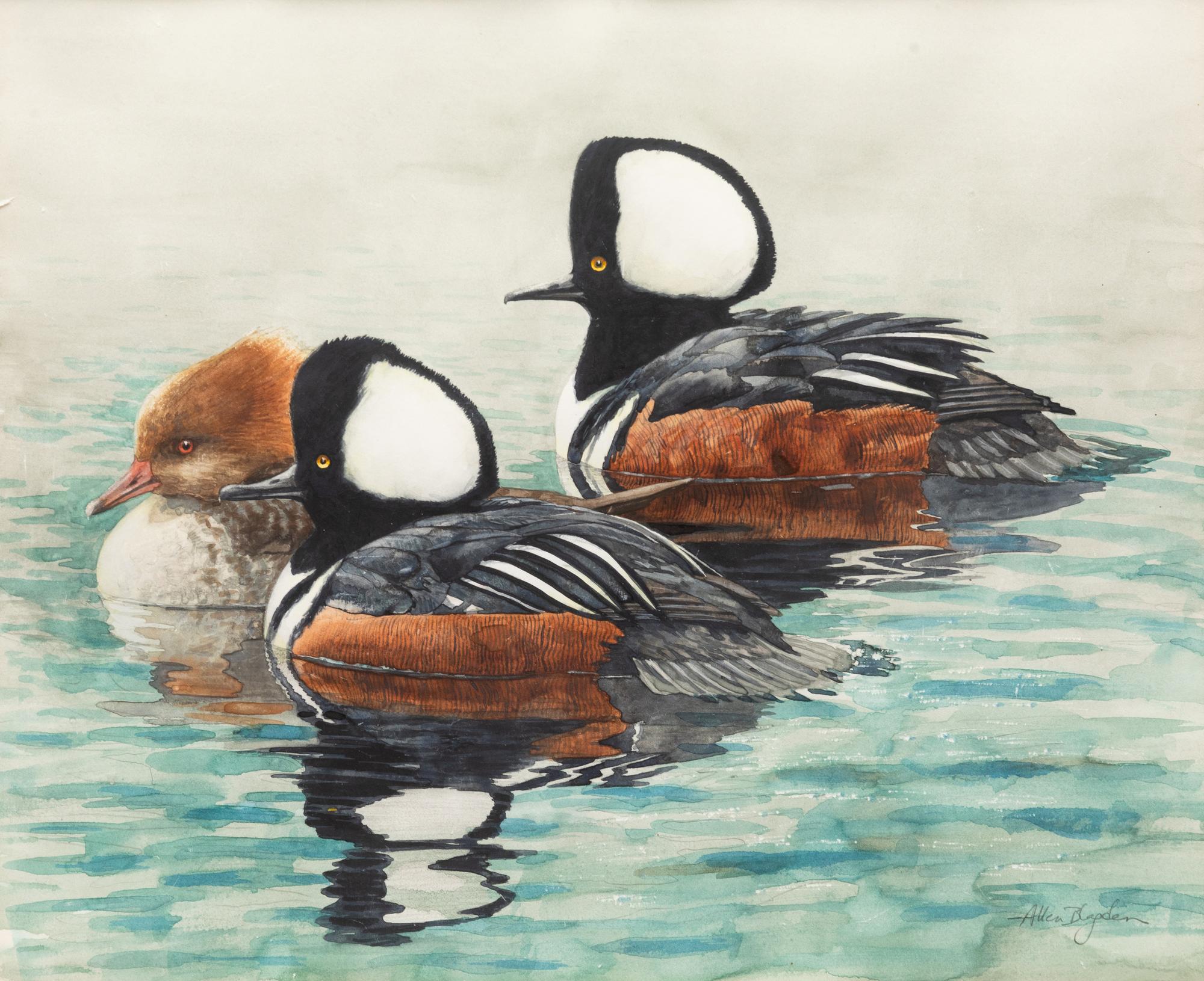 Hooded Merganser