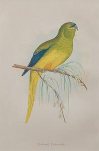 Four Gilt Framed Ornithological Prints of Parakeets Image area 9 x 6 inches — LATE 19TH CENTURY