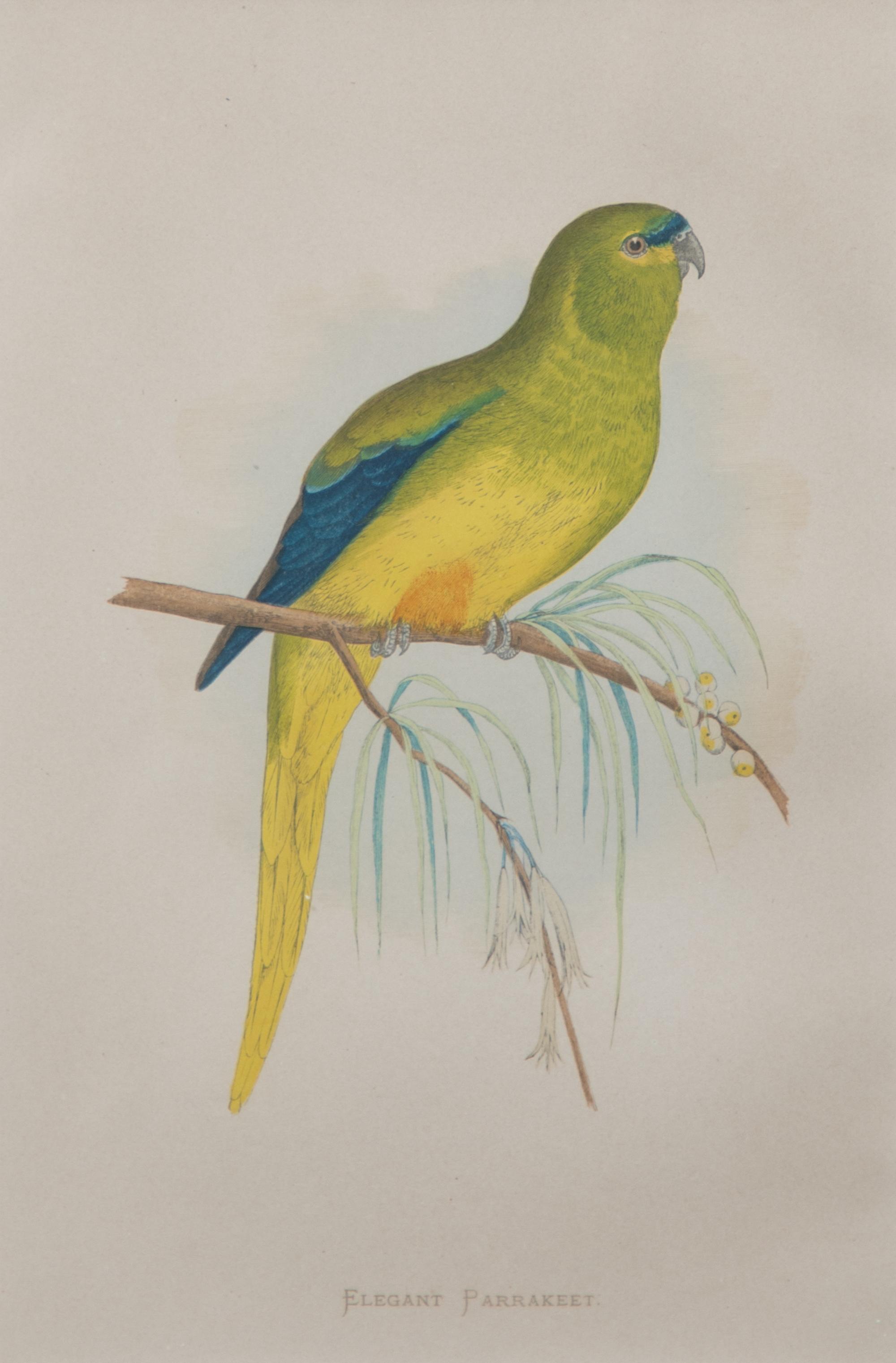 Four Gilt Framed Ornithological Prints of Parakeets Image area 9 x 6 inches — LATE 19TH CENTURY