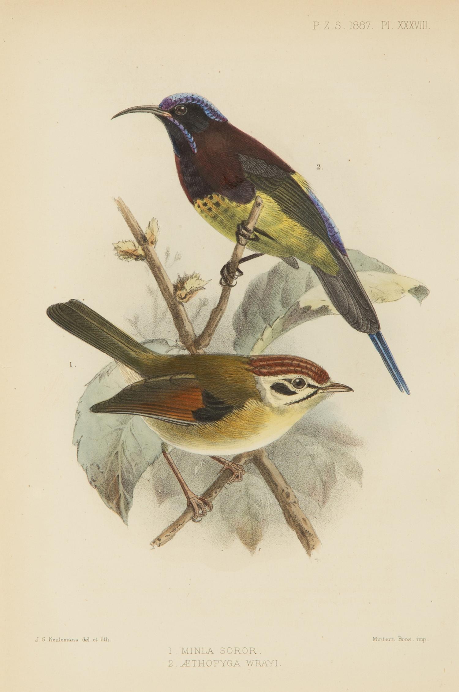 A Group of Nine Ornithological Prints — 19TH/20TH CENTURY