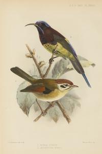 A Group of Nine Ornithological Prints — 19TH/20TH CENTURY