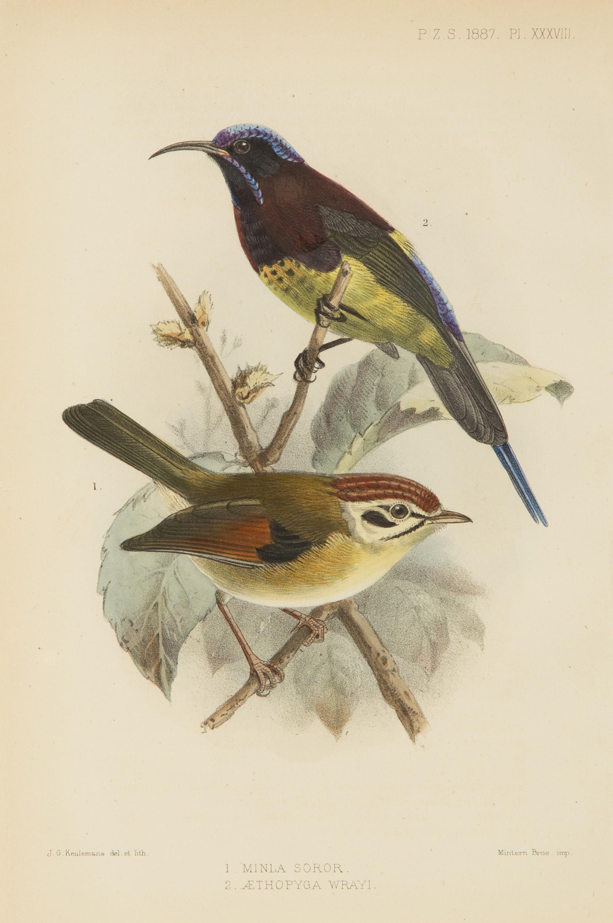 A Group of Nine Ornithological Prints — 19TH/20TH CENTURY