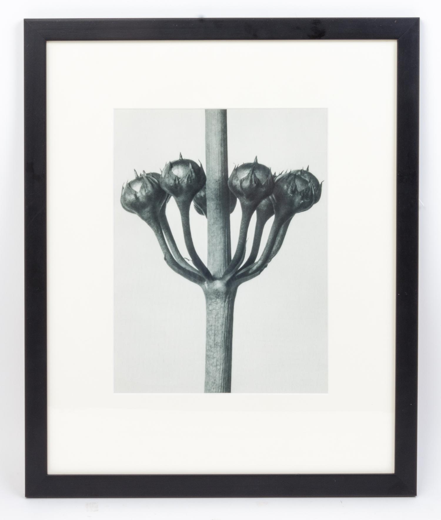 Karl Blossfeldt, (German, 1865 - 1932), Primula japonica (Japanese primrose) from Art Forms in Nature