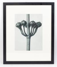 Karl Blossfeldt, (German, 1865 - 1932), Primula japonica (Japanese primrose) from Art Forms in Nature