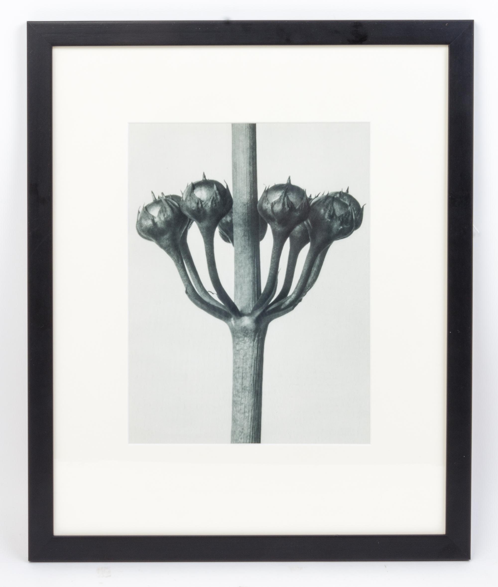 Karl Blossfeldt, (German, 1865 - 1932), Primula japonica (Japanese primrose) from Art Forms in Nature