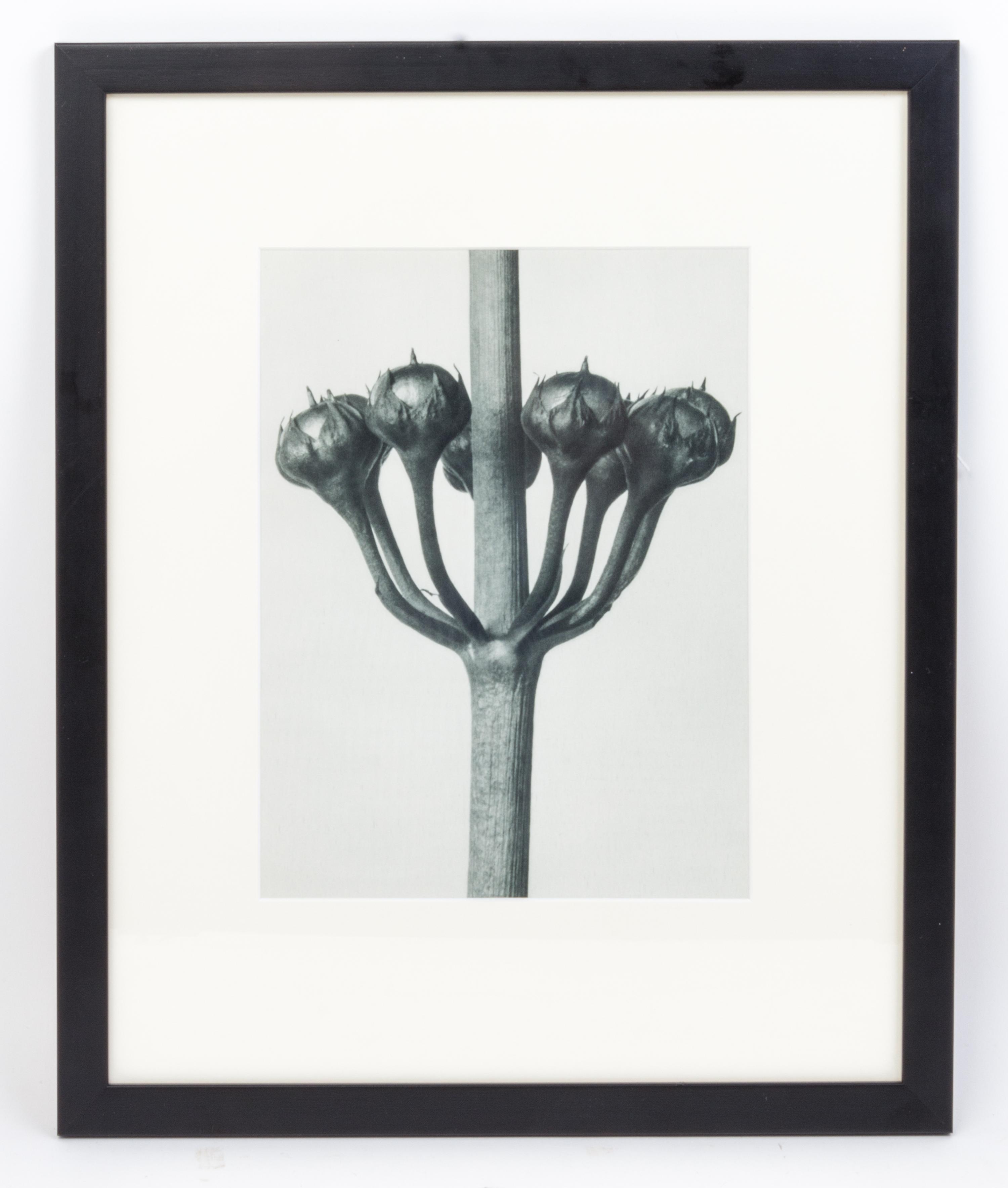 Karl Blossfeldt, (German, 1865 - 1932), Primula japonica (Japanese primrose) from Art Forms in Nature