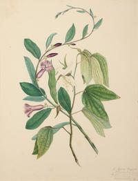 A Set of Six Botanical Artworks