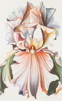 Iris I and Oriental Iris