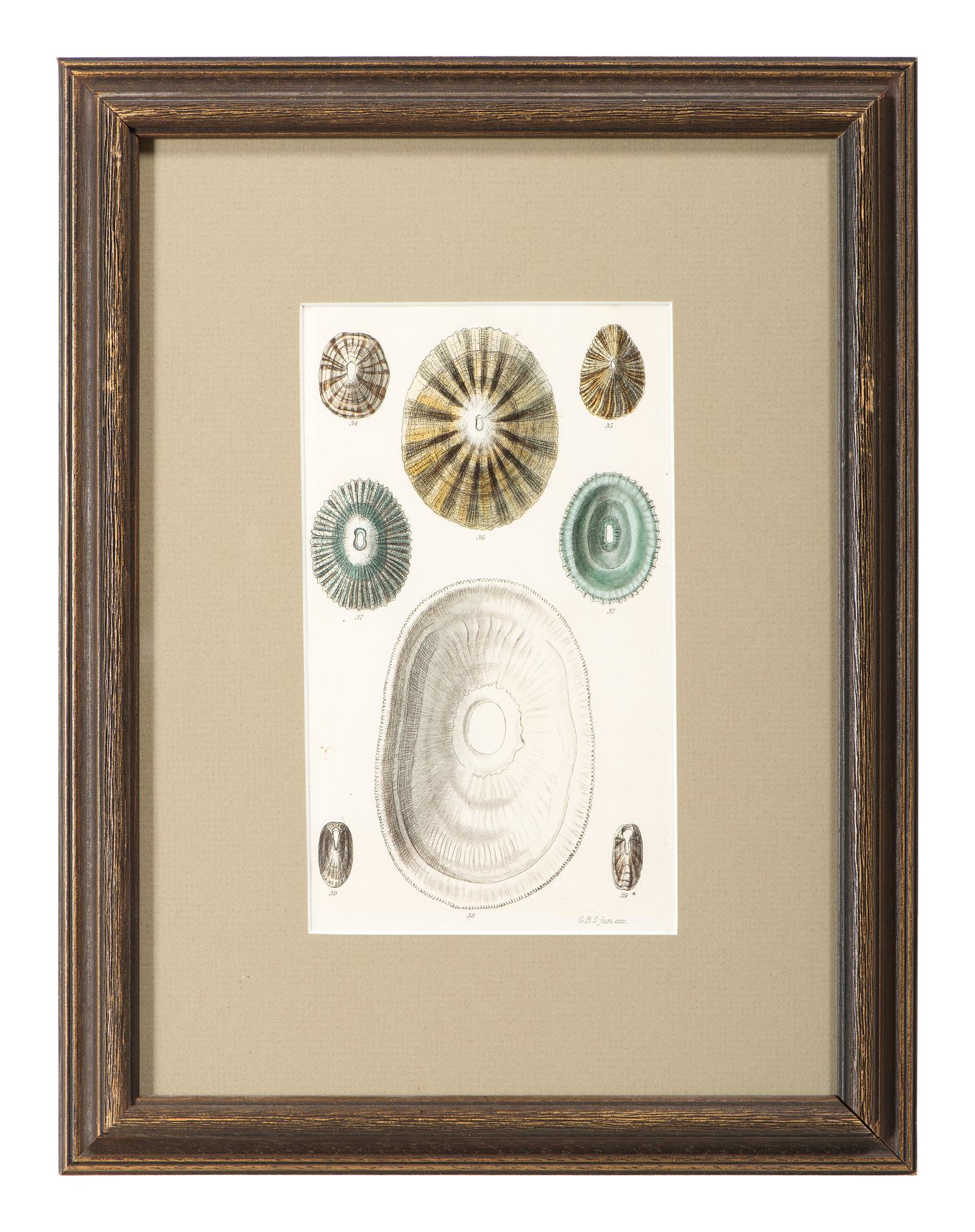 Thirteen Hand-Colored Shell Engravings
